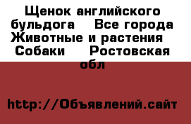 Щенок английского бульдога  - Все города Животные и растения » Собаки   . Ростовская обл.